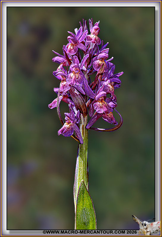 Orchis Sureau